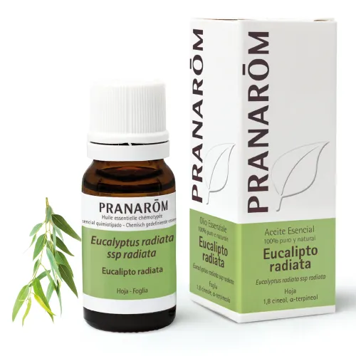 Pranarom Aceite Esencial de Eucalipto Radiata 10ml